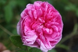 Rose des Quatre Saisons