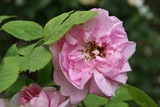 Rose des Quatre Saisons