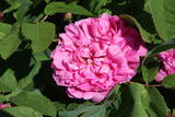 Rose du Roi