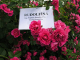 Rudolfna