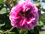 Turner´s Crimson Rambler