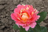 Zisterzienser Rose