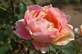 Zisterzienser Rose