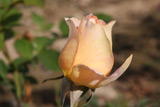 Zisterzienser Rose