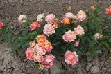 Zisterzienser Rose