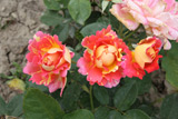 Zisterzienser Rose