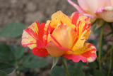 Zisterzienser Rose