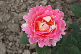 Zisterzienser Rose