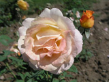 Zisterzienser Rose