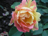 Zisterzienser Rose