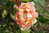 Zisterzienser Rose