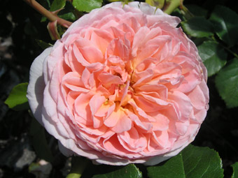 Abraham Darby