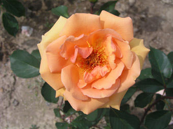 Apricot Silk