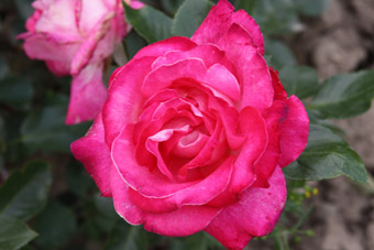 Climbing Rose Gaujard