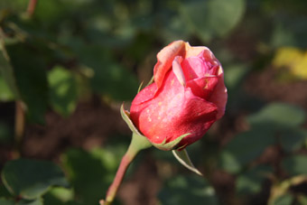 Cochineal Glory