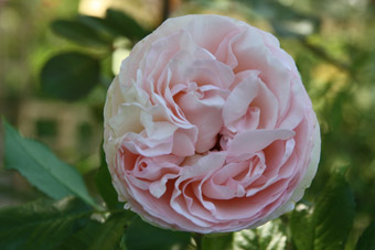 Eden Rose 85 (Dolní Studený)