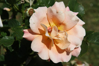 Erzgebirgsrose