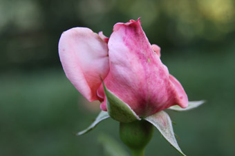 Joly Rose Primaplant