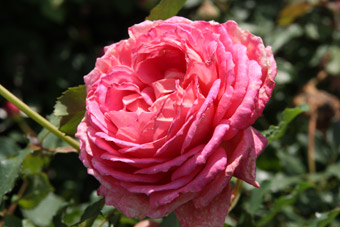 Jubilee Celebration