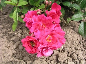 Orleans Rose