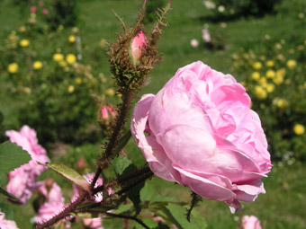 Rosa centifolia muscosa