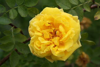 Rosa foetida plena