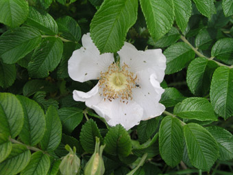 Rosa rugosa alba