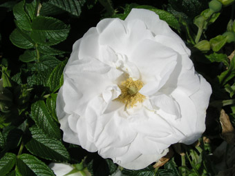 Rosa rugosa albo-plena