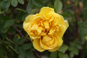 Rosa spinosissima Double Yellow