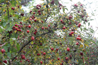 Rosa villosa Karpatia