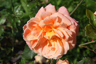 Rose dAmour (Gaujard)