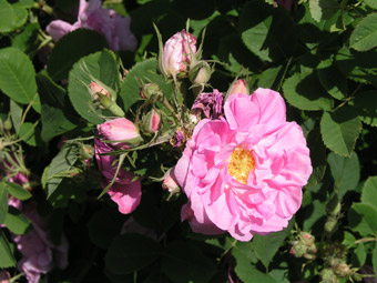 Rose des Quatre Saisons